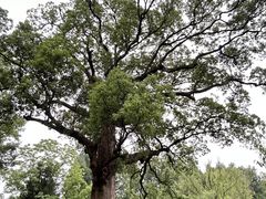 -杭州植物园