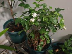 -中环花鸟鱼虫市场