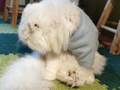 -猫猫幼稚园·撸猫·桌游·电玩