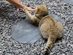 -城里小院露营火锅