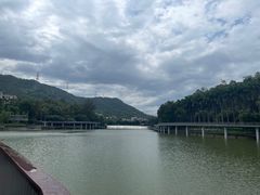 -银湖山郊野公园-相思林