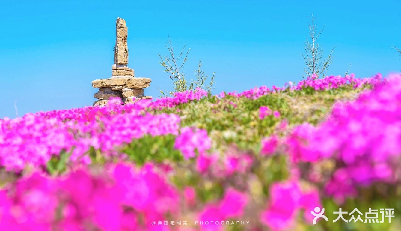 🚗自驾游淄博丨打卡网红芝樱花海❗