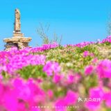 🚗自驾游淄博丨打卡网红芝樱花海❗
