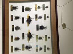 iphone_upload_pic-上海昆虫博物馆