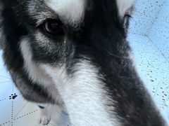 -毛绒耶耶撸宠馆·猫咖·狗咖·荷兰猪咖