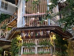 -Rainforest