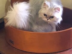 -more than meow吴止猫主题餐厅(承德 中船汇店)