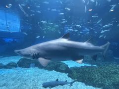 -海合安成都极地海洋公园