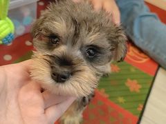 -翊宠yipet猫狗购宠庄园犬舍•猫舍