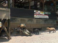 -宫城藏王狐狸村