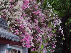 -深圳国际园林花卉博览园