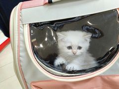 -艾贝尔宠物医院 ·内科全科(梁溪路店)