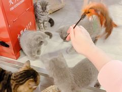 -三花喵·撸猫购宠·宠物生活馆(虹桥南丰城店)
