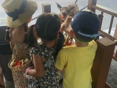 -清迈夜间动物园