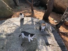 -崂山仰口游览区