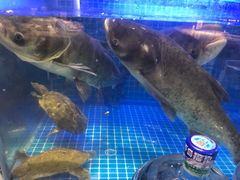 -姜君·千岛湖鱼头馆(浦东大道店)