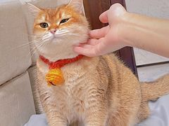 -逗柴咖啡屋·狗咖猫咖宠物桌游