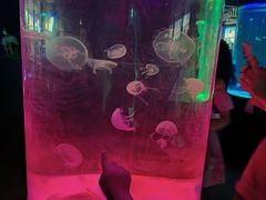 -苏州海洋馆