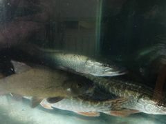 -煲来饱去冷水鱼