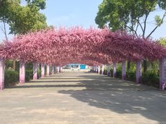 -南汇桃花村