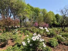 -洛阳市隋唐城遗址植物园