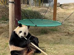 -杭州野生动物世界