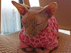 -猫小主咖啡·猫咖cat cafe(福田店)