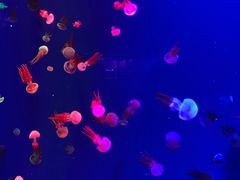 -成都浩海立方海洋公园