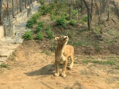 -石家庄市动物园