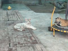 -五龙山野生动物王国