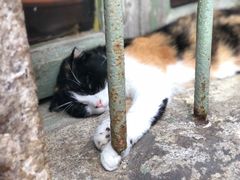 -杨桃院子咖啡吧(中华红墨店)