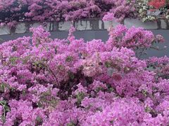 -深圳仙湖植物园