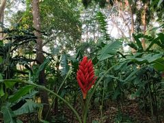 -中国科学院西双版纳热带植物园