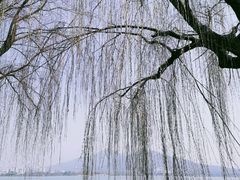 -85度C(南京珠江华海店)