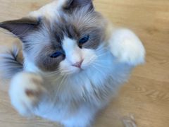 -有喵·猫咖·狗咖·30几只猫10只小狗(岗厦店)