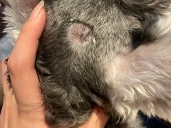 -美联众合动物医院(·中兽医·疑难杂症·严家桥分院)