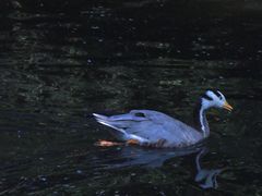 -长白岛森林公园