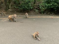 -黔灵山公园