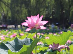 -莲花池公园