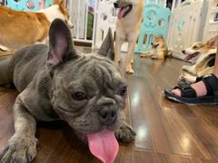 -柯斗斗主题餐厅·狗咖·围炉煮茶·茶饮(国瑞升平里店)