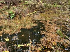 -五营红松林海景区