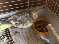 -瑞派·关忠动物医院·异宠专科·犬猫肿瘤·皮肤专科(望京店)