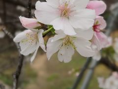 -天适樱花悠乐园