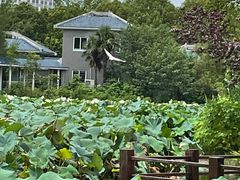 -紫薇公园