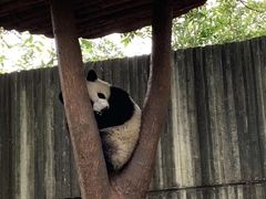 景点-成都大熊猫繁育研究基地