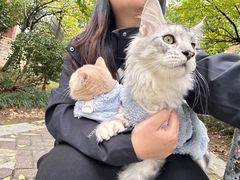 -喵zoo家庭繁育猫舍(尖东智能花园店)