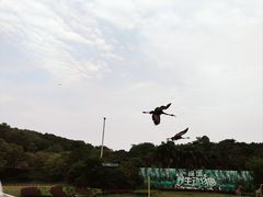 -深圳野生动物园
