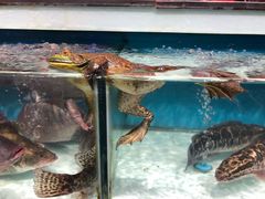 -盒马鲜生(红莲店)