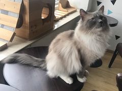 -Cappucimeow猫咪咖啡馆(韦伯时代店)