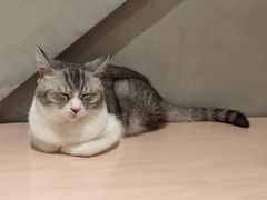 -猫儿山۰猫主题餐厅